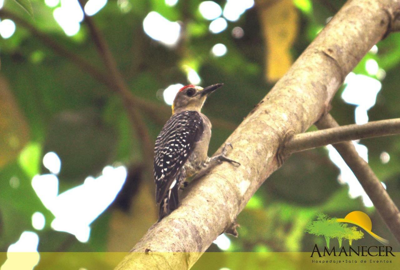 Hospedaje Amanecer Bed and Breakfast Turrialba Esterno foto