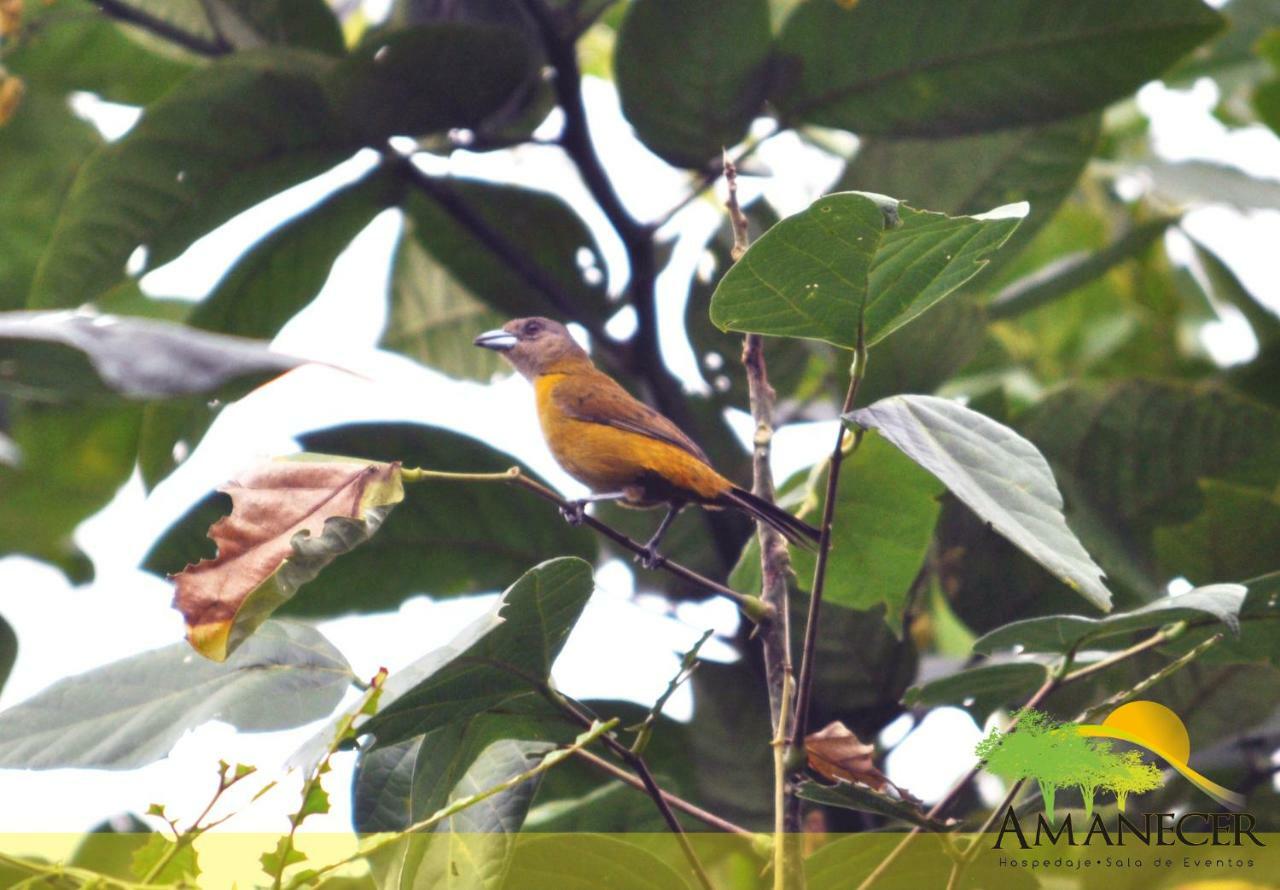 Hospedaje Amanecer Bed and Breakfast Turrialba Esterno foto